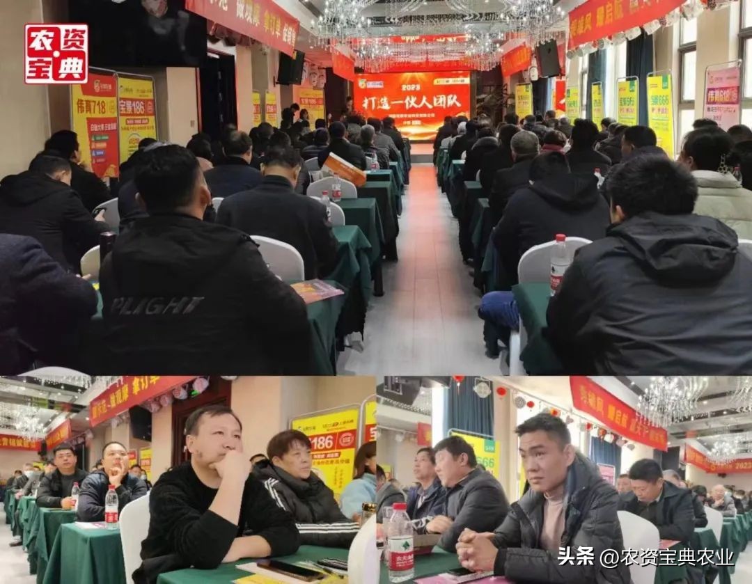 宝景玉米新品种,宝景666与宝景186比哪个更高产