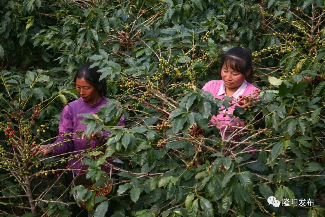 保山小粒咖啡未来的发展趋势,保山小粒咖啡的未来发展
