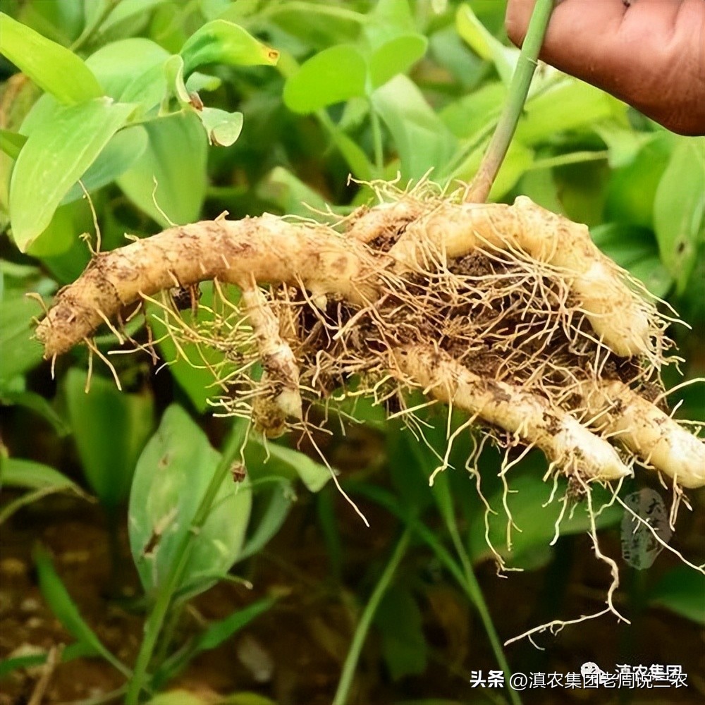 适应林下种植的药材有哪些,林下经济种植中草药有哪些