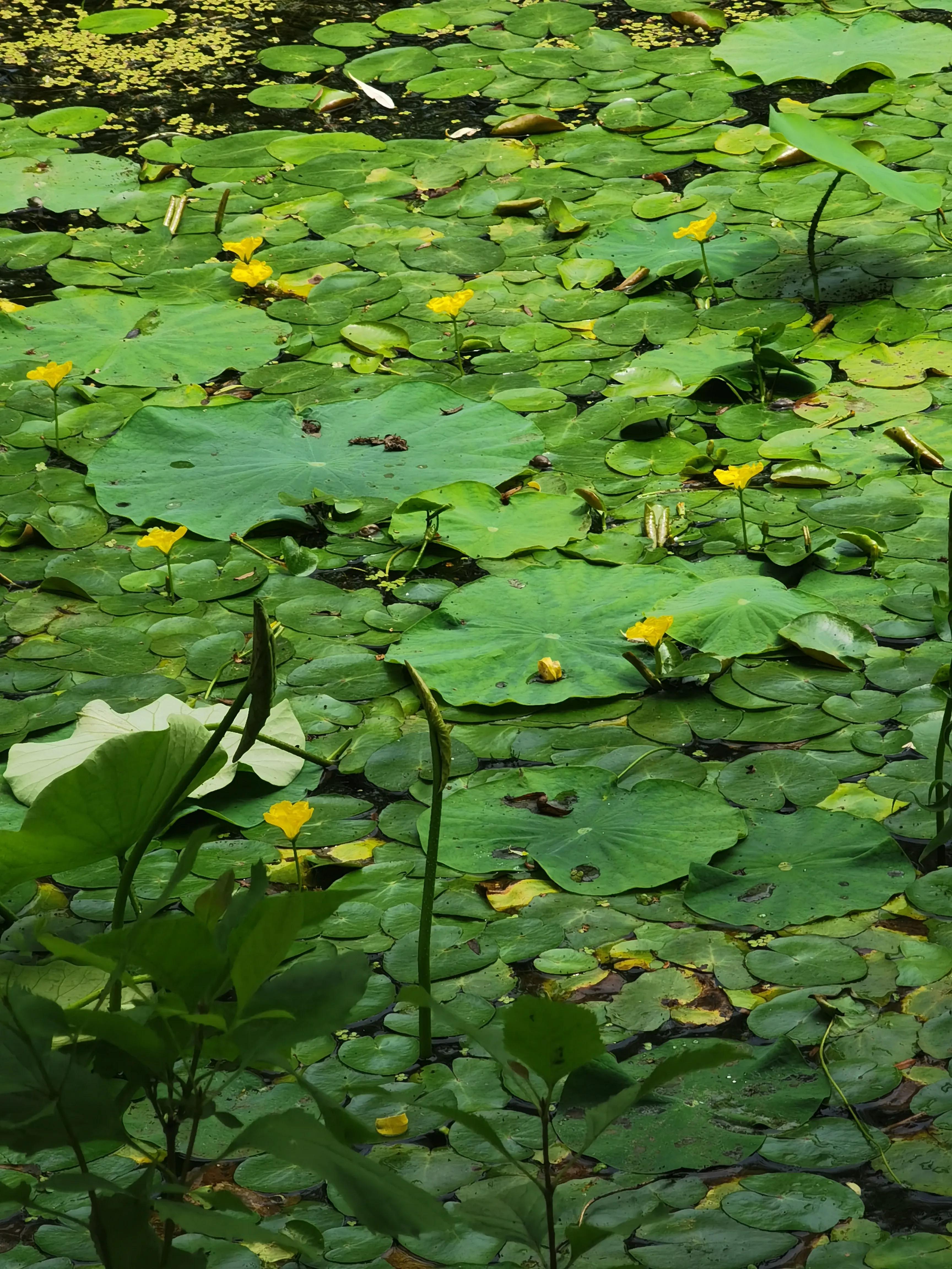 生活日记家的味道,生活札记300字