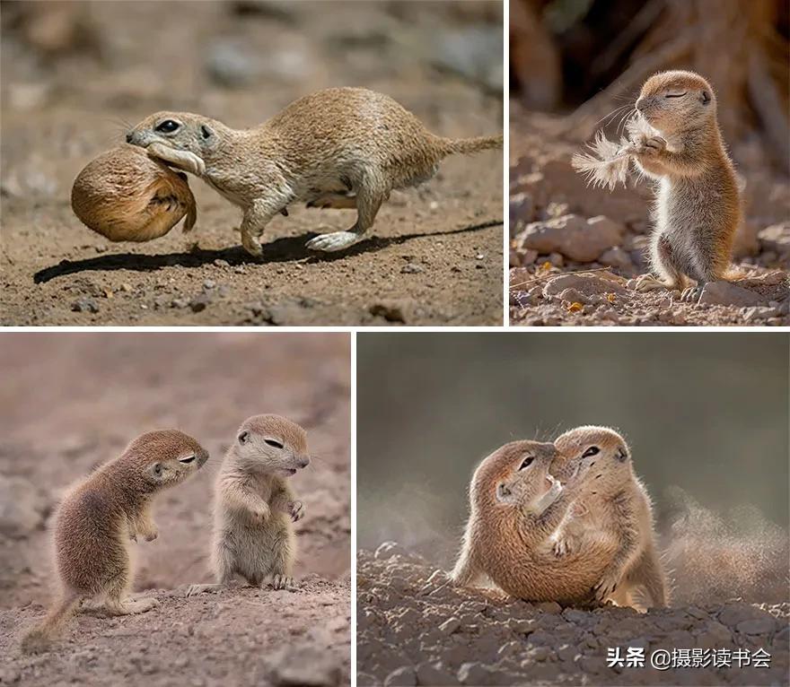 2018年度最佳摄影照片,创造出令人惊叹的自然摄影照片