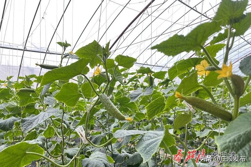 庄浪重大项目,庄浪县重大项目建设