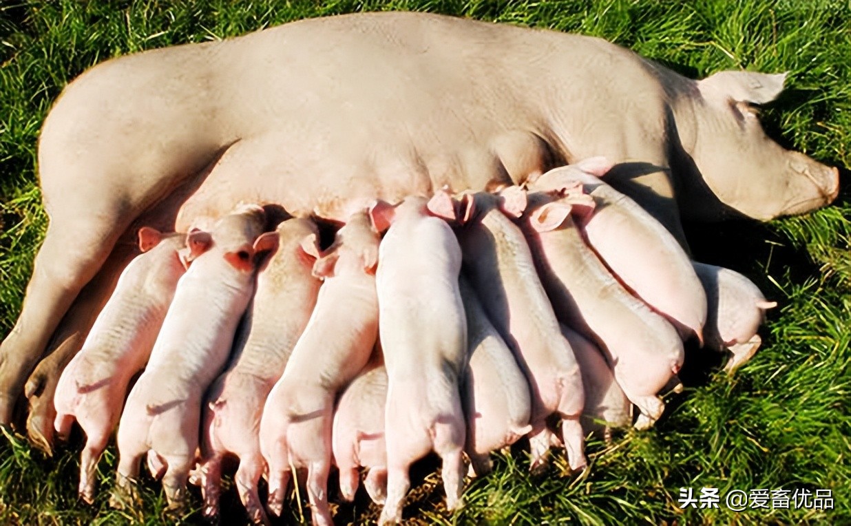 母猪咬刚生下来的小猪怎么处理,母猪下崽以后咬小猪怎么回事