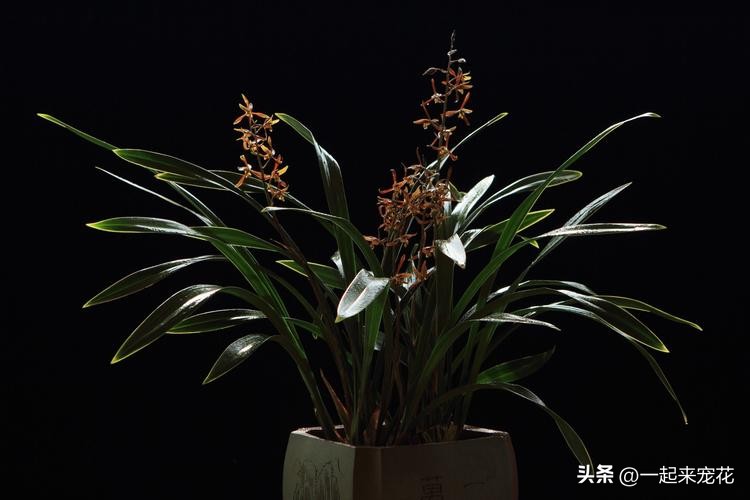 墨兰的黄叶需要剪掉吗,墨兰黄叶什么原因怎么办