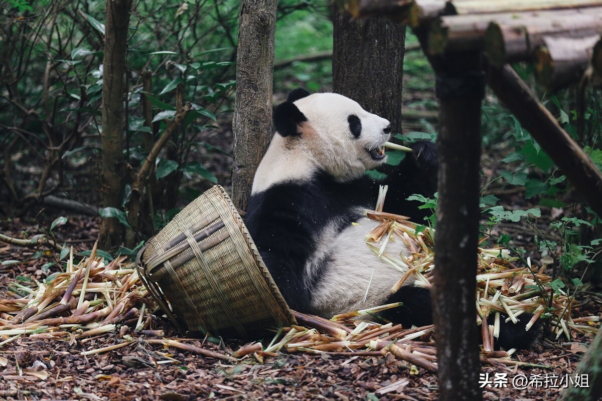 成都到乐山途中有哪些旅游景点,四川成都附近的旅游景点有哪些