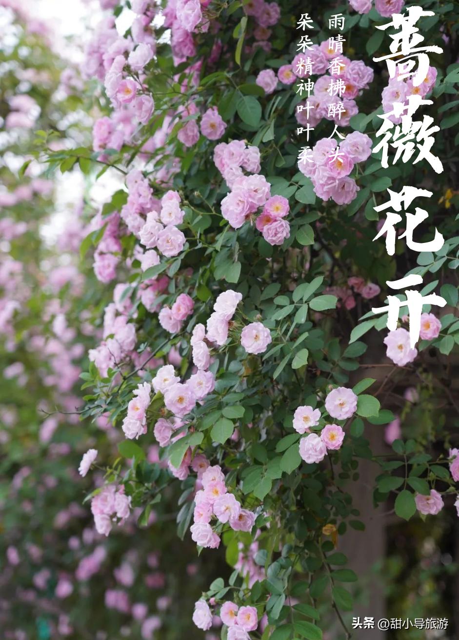 最美人间四月天,十堰蔷薇花盛开