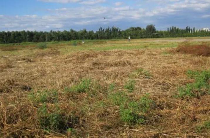 日本人在中国租了1500亩地多少钱,日本人在中国租1500亩地后续