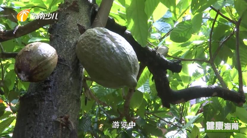 健康海南｜医疗护理师话说快乐健康去旅行！