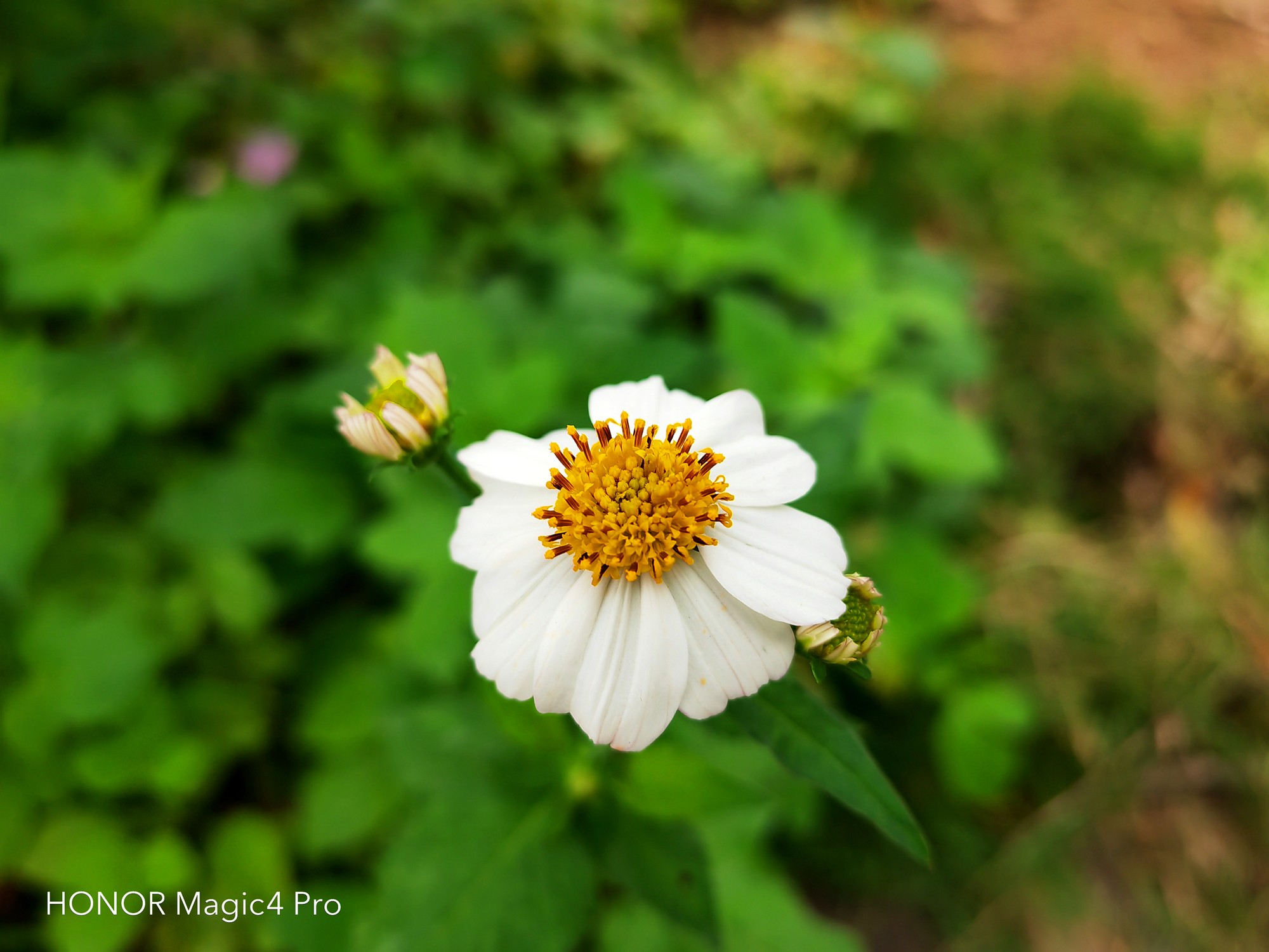 荣耀magic4pro能用智慧生活么,荣耀magic4pro真实上手体验