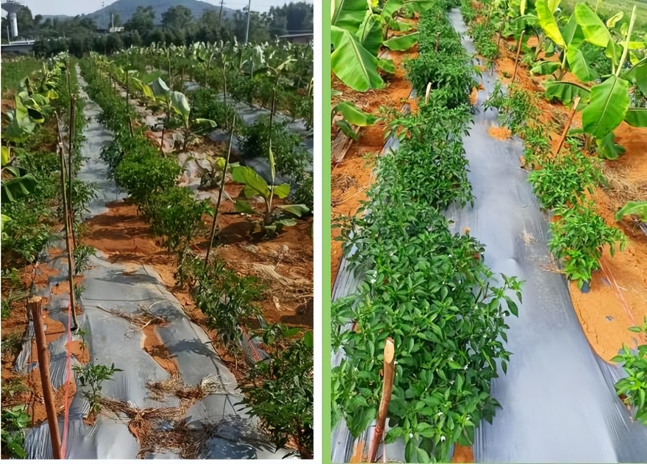 植物源有机肥生态种植,植物源有机肥适合果树吗