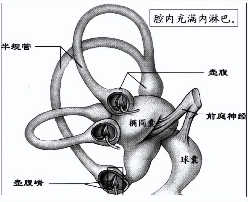 人为什么会晕车视频,人为什么会晕车怎么才能不晕车