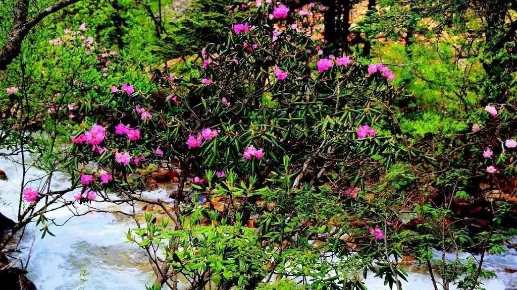 中国旅游日凉山,中国旅游日四川景区