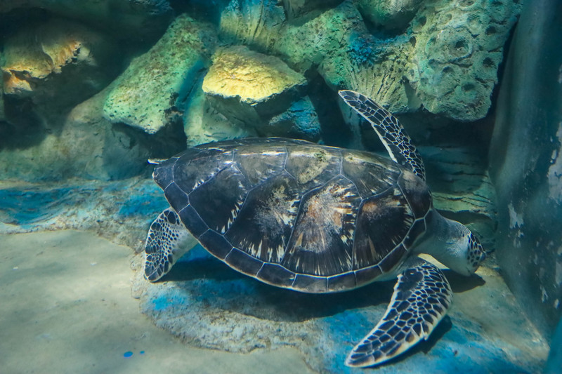 斯里兰卡旅游攻略必去景点,斯里兰卡最佳旅游攻略