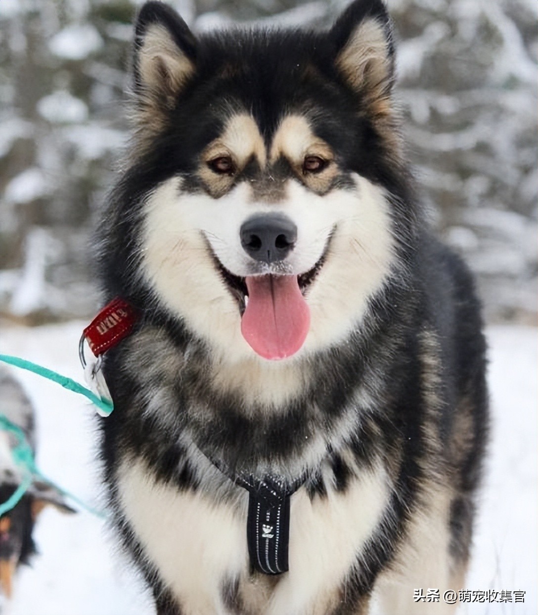 萨摩耶是哪个国家的品种？雪橇三傻的微笑天使，你会想养它吗？