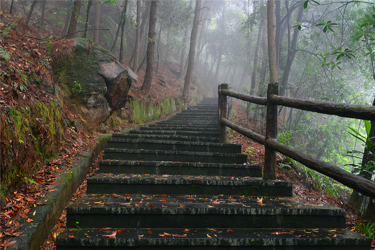 【重庆影像376】·铁山坪森林公园（202302）