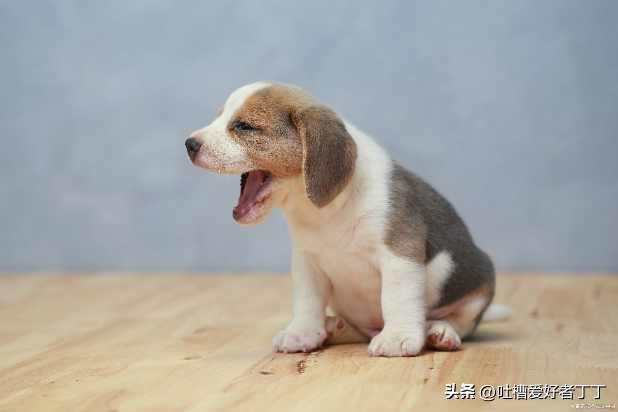 狗狗能不能喝野菜绿豆汤,熬的绿豆汤可以给狗狗喝吗