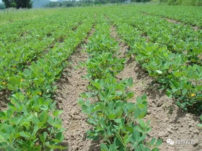 落花生课文,落花生的女儿
