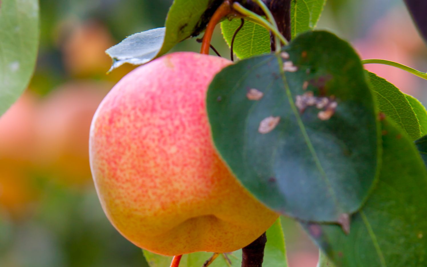 北京农产品值得推荐,北京特色农产品都有什么