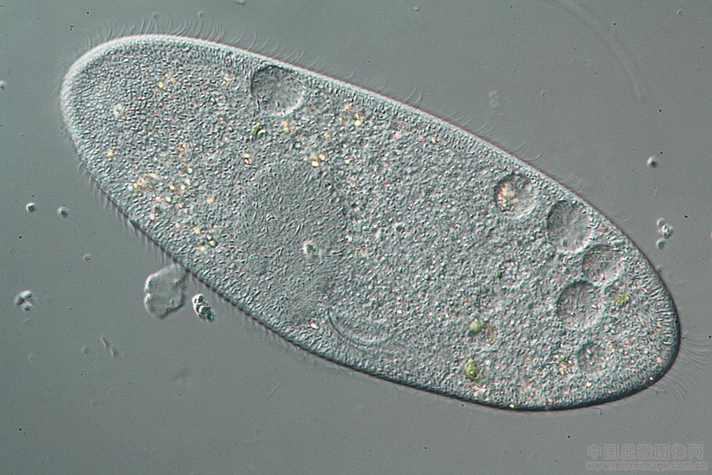 动物寿命最短的是哪种,地球上寿命最长与最短的十种动物