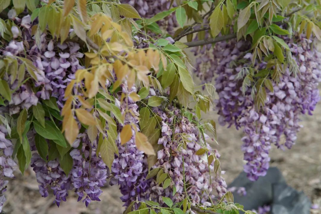 提前盛开！成都市区这个被偏爱的宝藏地又上新，即将刷爆全网