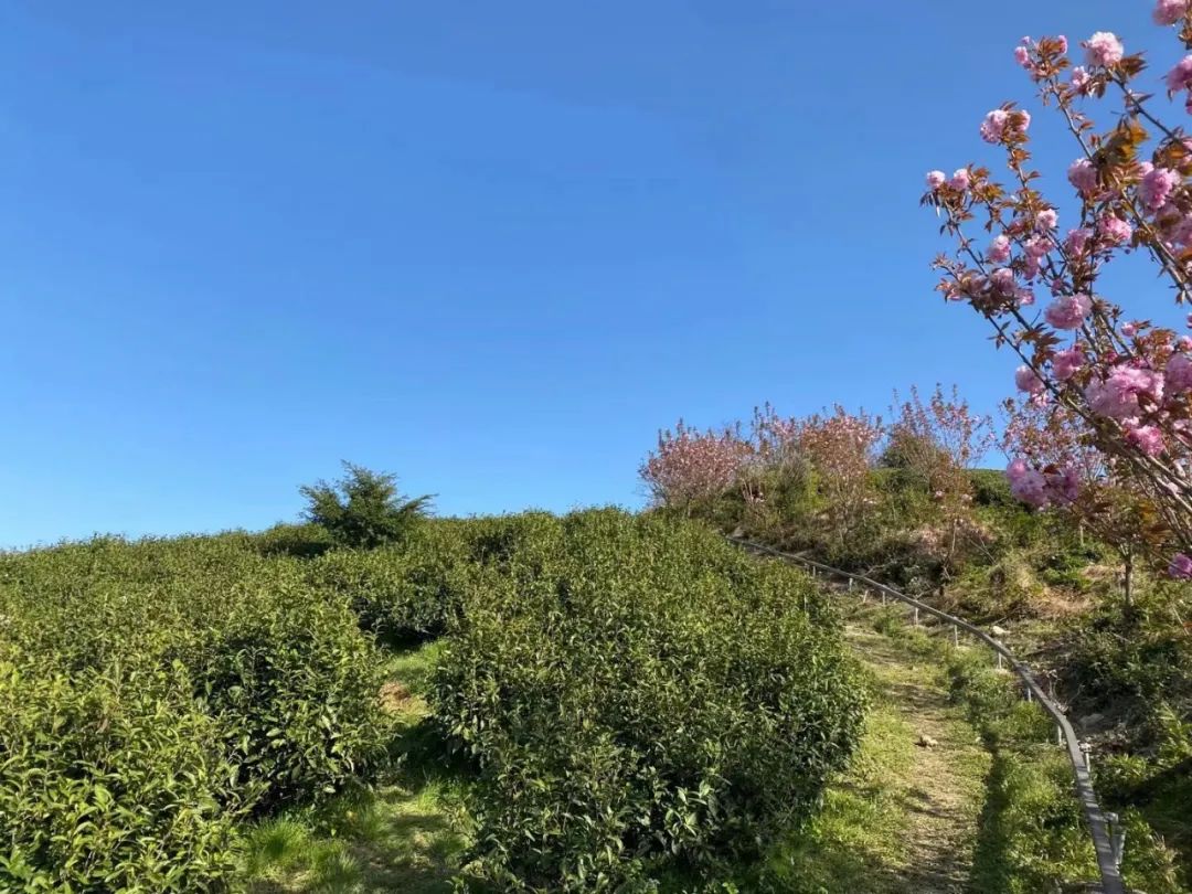 承包人能否向发包人主张工程款,分包人要求承包人支付工程款