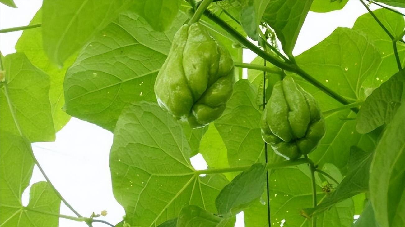 家庭种植最易入门的蔬菜,菜园常种的蔬菜