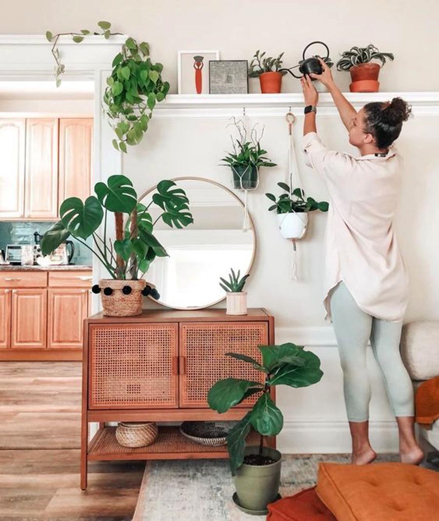 好养无毒的观叶植物,真正皮实好养的观叶植物