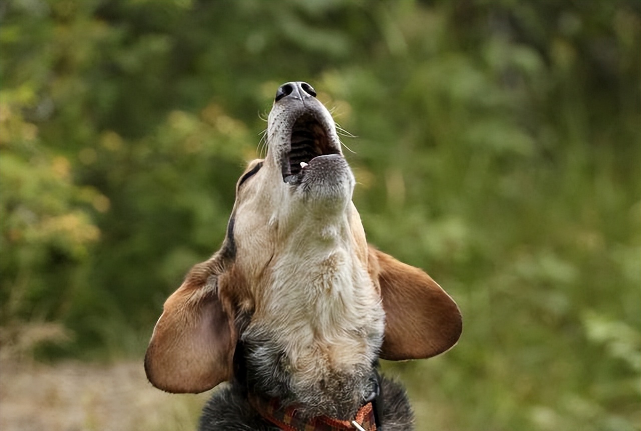 如何才能让胆小的狗狗有安全感,怎么让狗狗有安全感睡觉