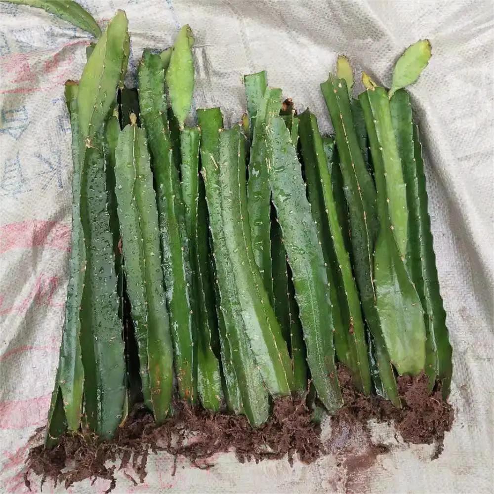 火龙果的种植条件和管理技术,火龙果的种植方法及注意事项