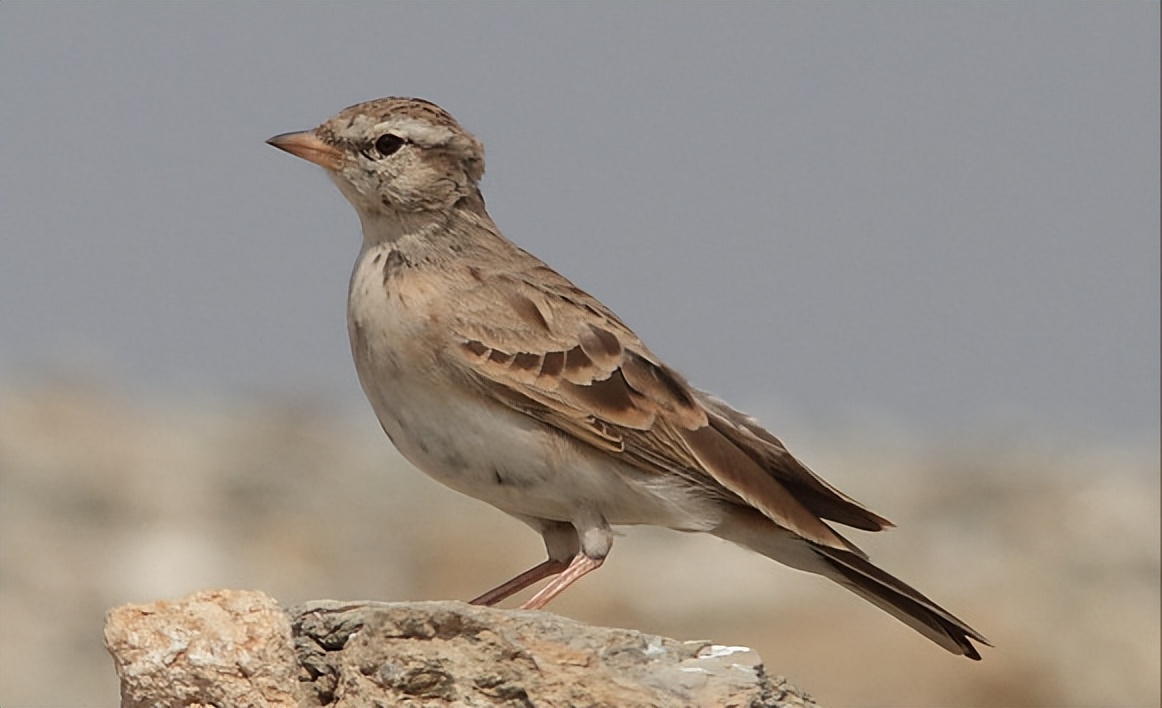 所有鸟图片大全大图,50张最佳鸟类摄影作品