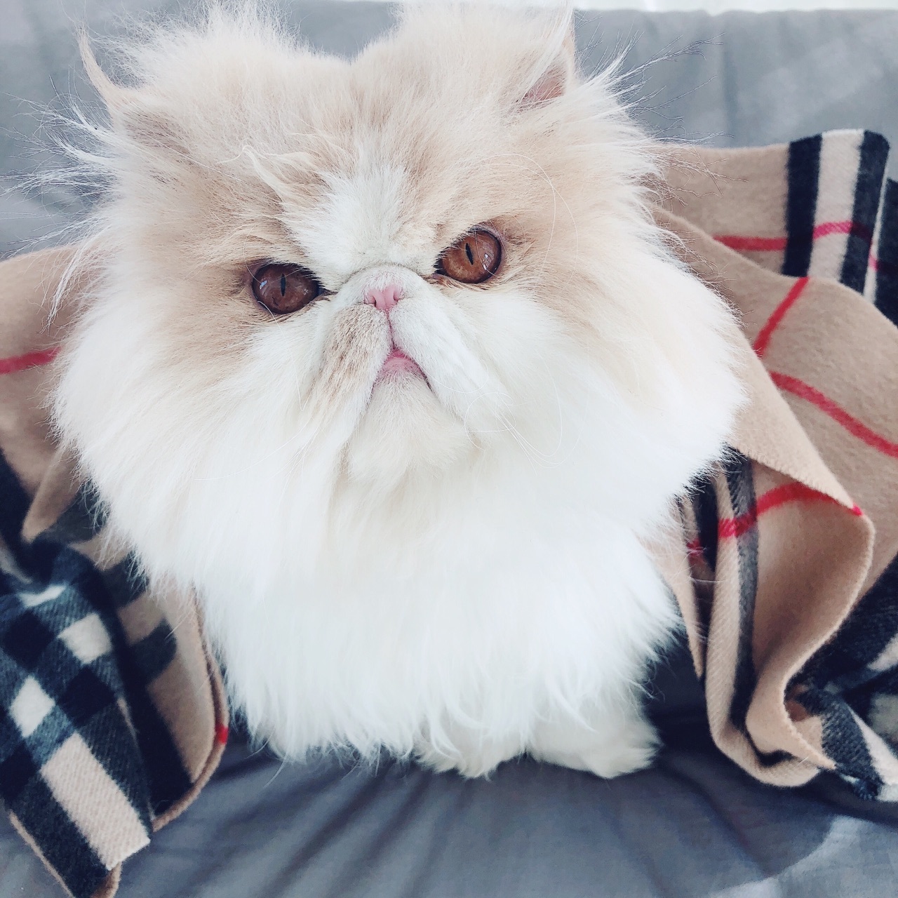 有什么可爱乖巧的狗猫推荐,什么猫咪粘人又好养还好看