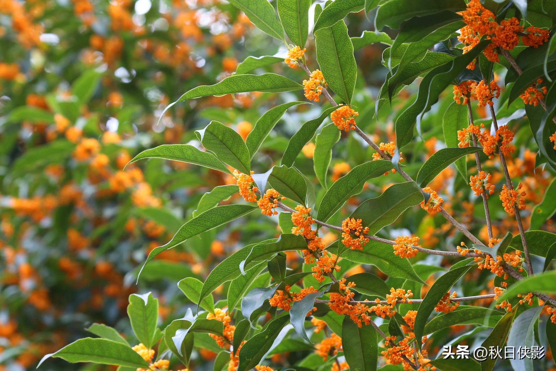 杭州赏桂花最佳处,杭州看桂花的最佳地方