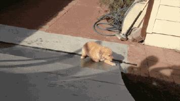 金毛好养还是拉布拉多好养,金毛好养还是柯基好养