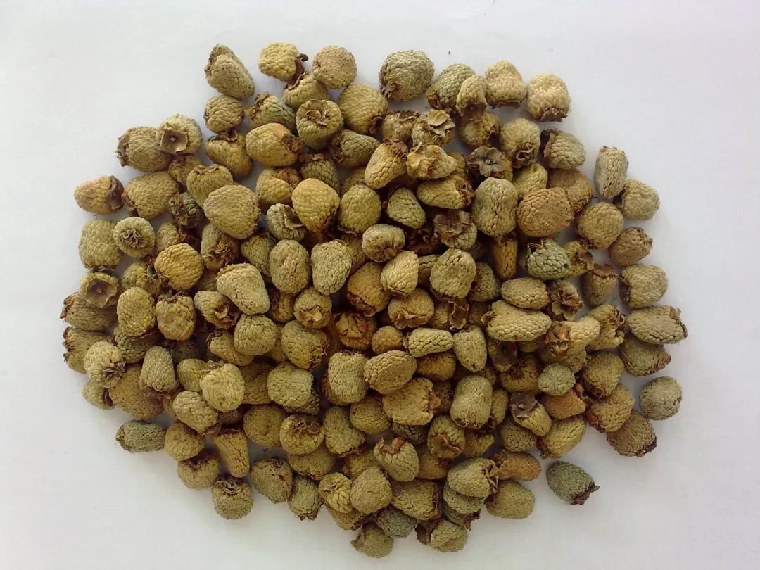 这个果子,不仅补肾还能镇痛解热,抗血凝,能有效预防血栓