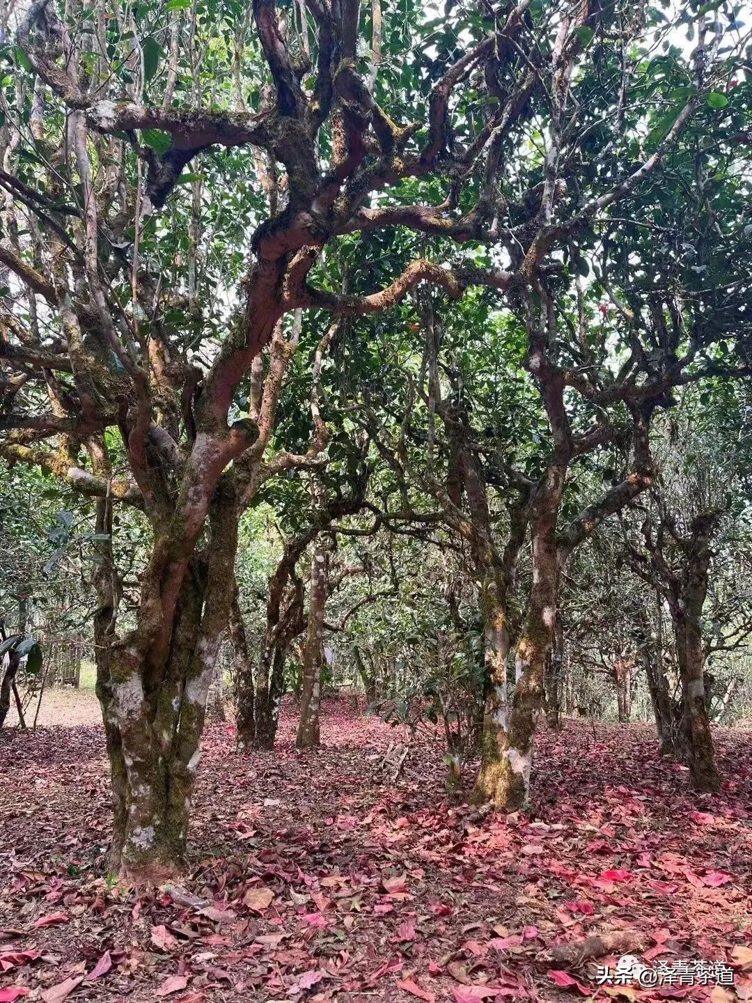 茶树为什么多生“南”而不生“北”？