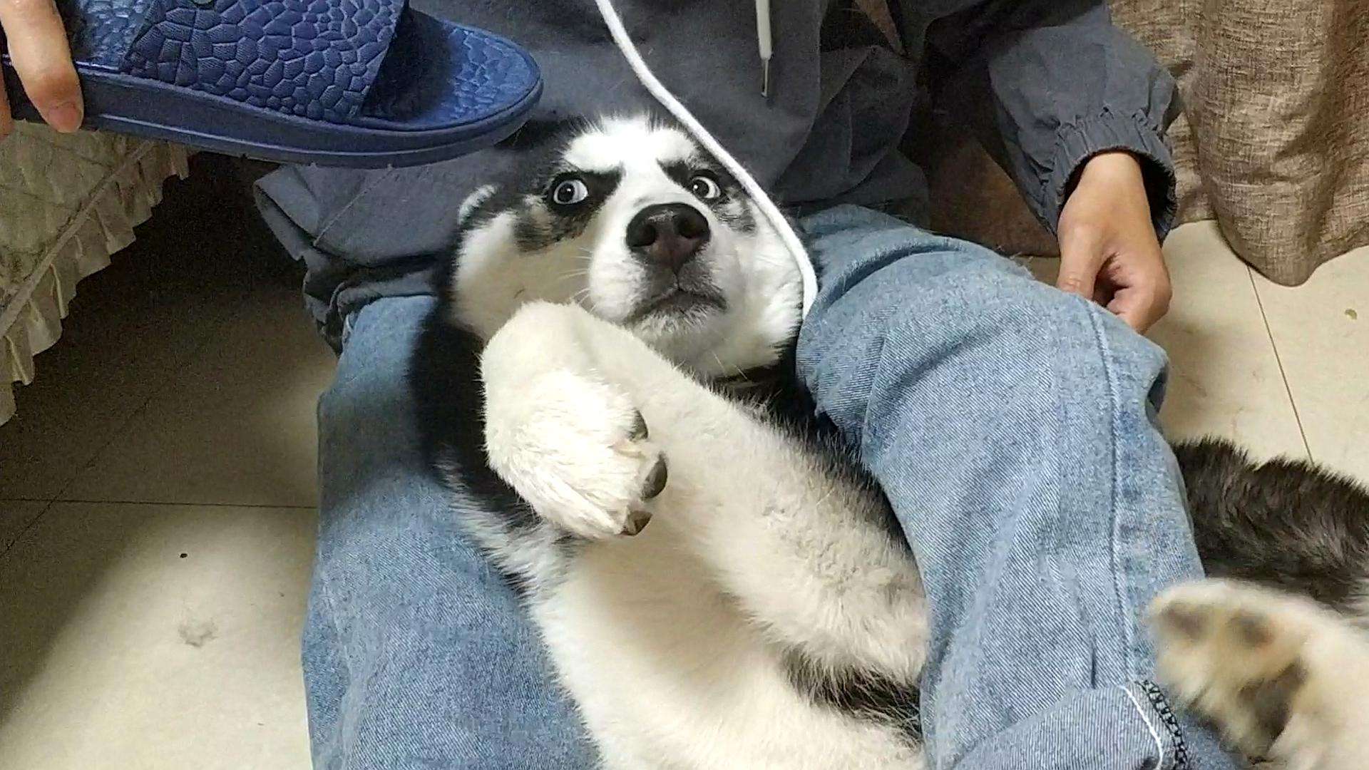 弃养率最高的8种狗,弃养率高的十种狗