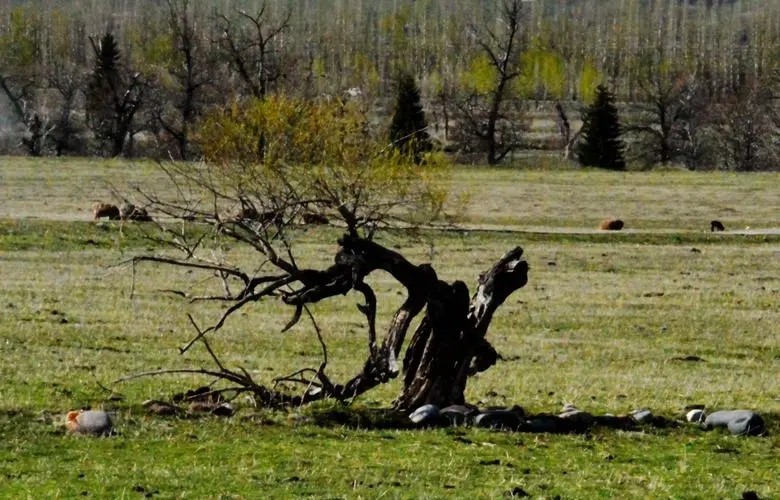 宅子出现四喜的人,宅子出现四喜什么意思