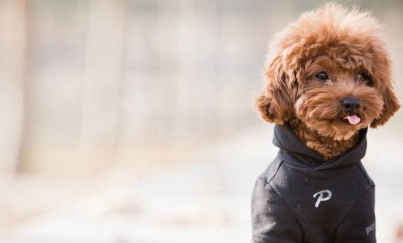 新养的幼犬泰迪吠叫怎么办,饲养泰迪犬的正确方法