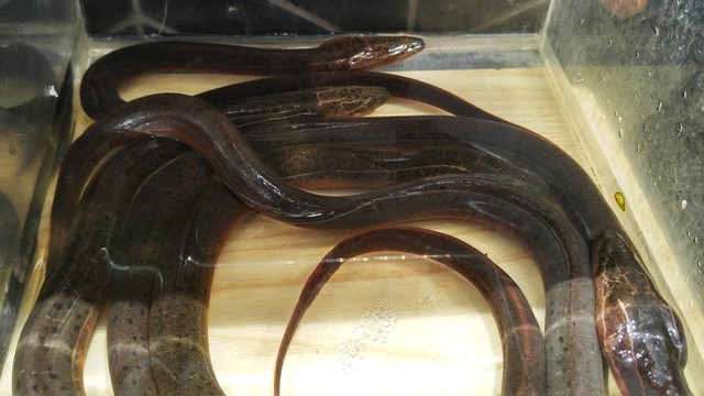 农村养猪怎样养才能赚到钱,想在农村养猪不知道怎么养才赚钱