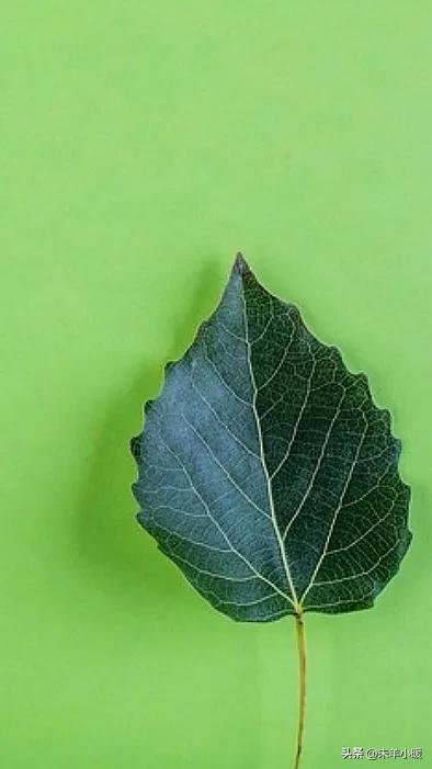 最美的手机壁纸大全,养眼养心的壁纸