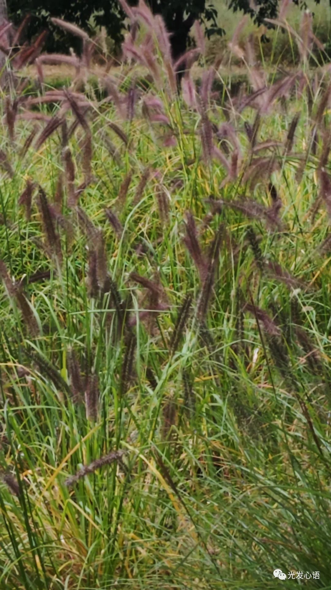 F93：随缘信笔（2023年10月15日）