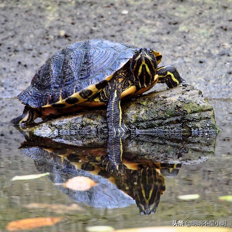11岁的孩子适合养什么宠物,有孩子的家庭适合养什么宠物