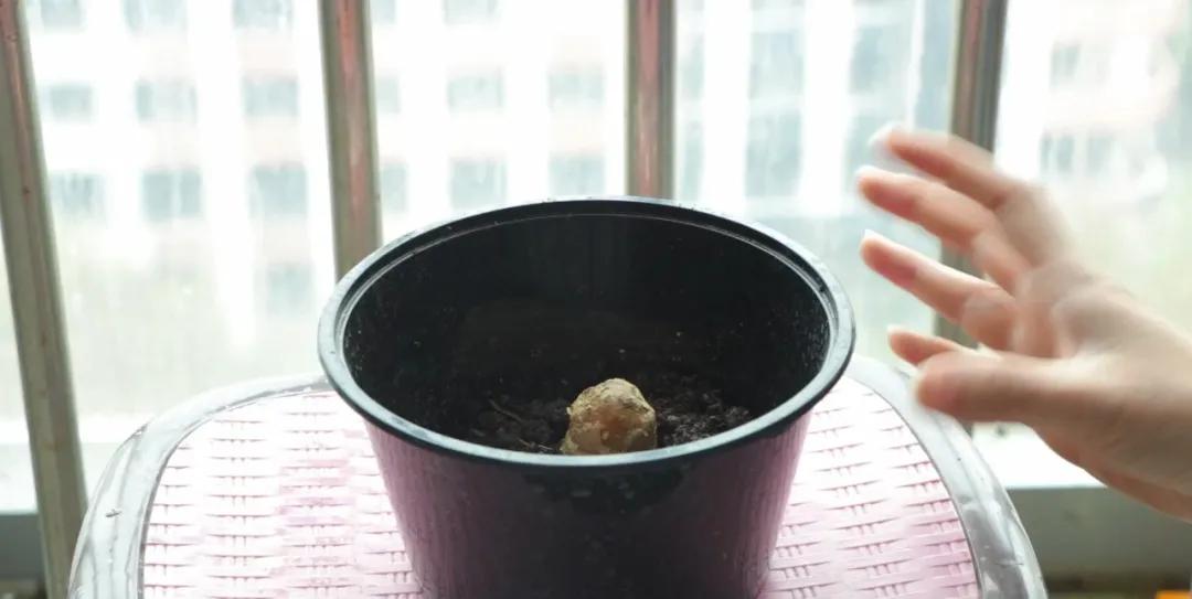 露天阳台种植生姜技术,家庭阳台种植生姜的方法与时间