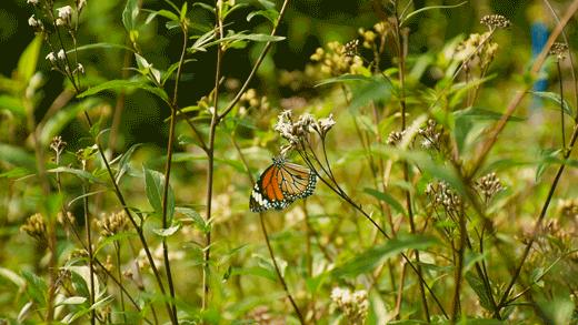 广州花都梯田油菜花,广州徒步赏油菜花路线