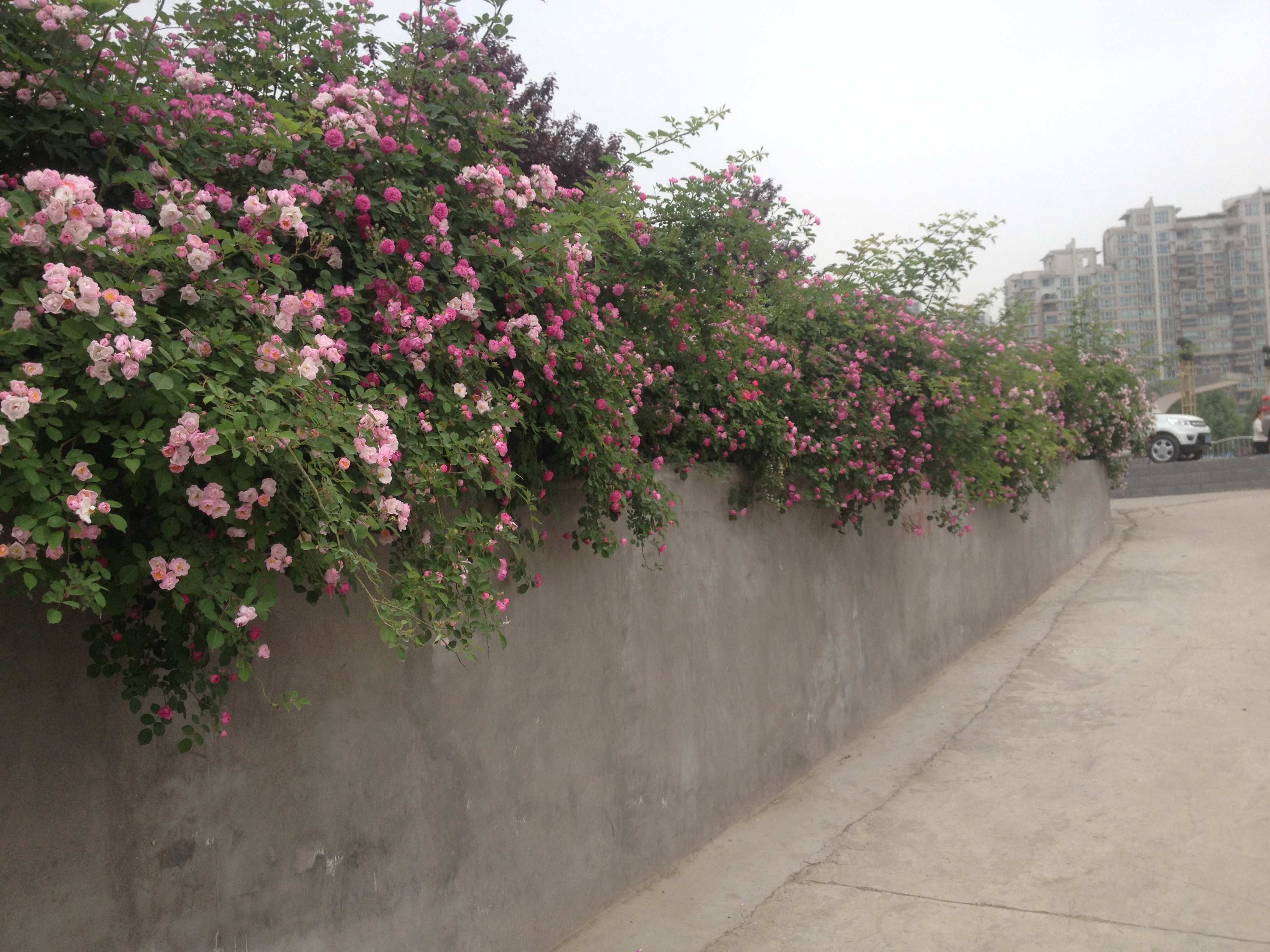 手脚心发热有哪几种原因,手脚心发热多汗是怎么回事