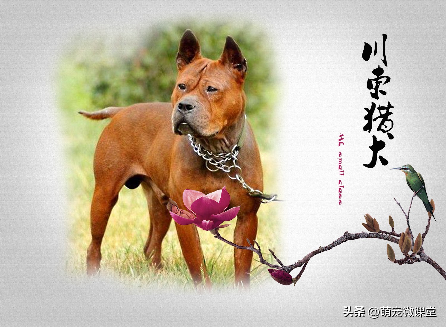 盘点我国本土犬种，有没有你们家乡的犬种？