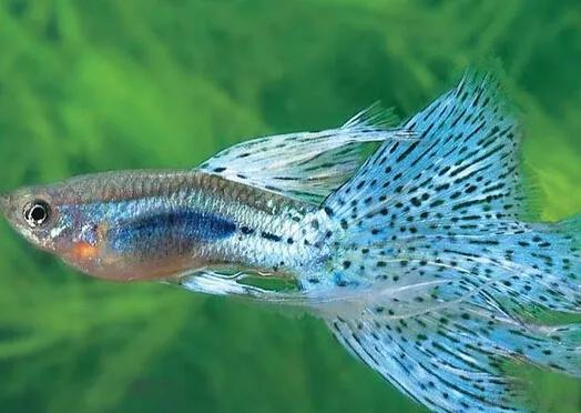 严禁从什么地方购买放流水生生物,哪些鱼类禁止放流