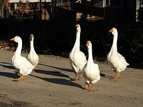 亲子互动小游戏3-6岁小跳蛙,亲子互动小游戏0-3岁早教