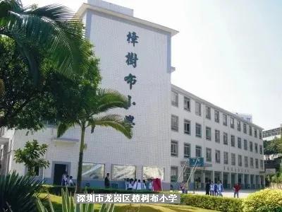 安家深圳视频,深圳樟树布