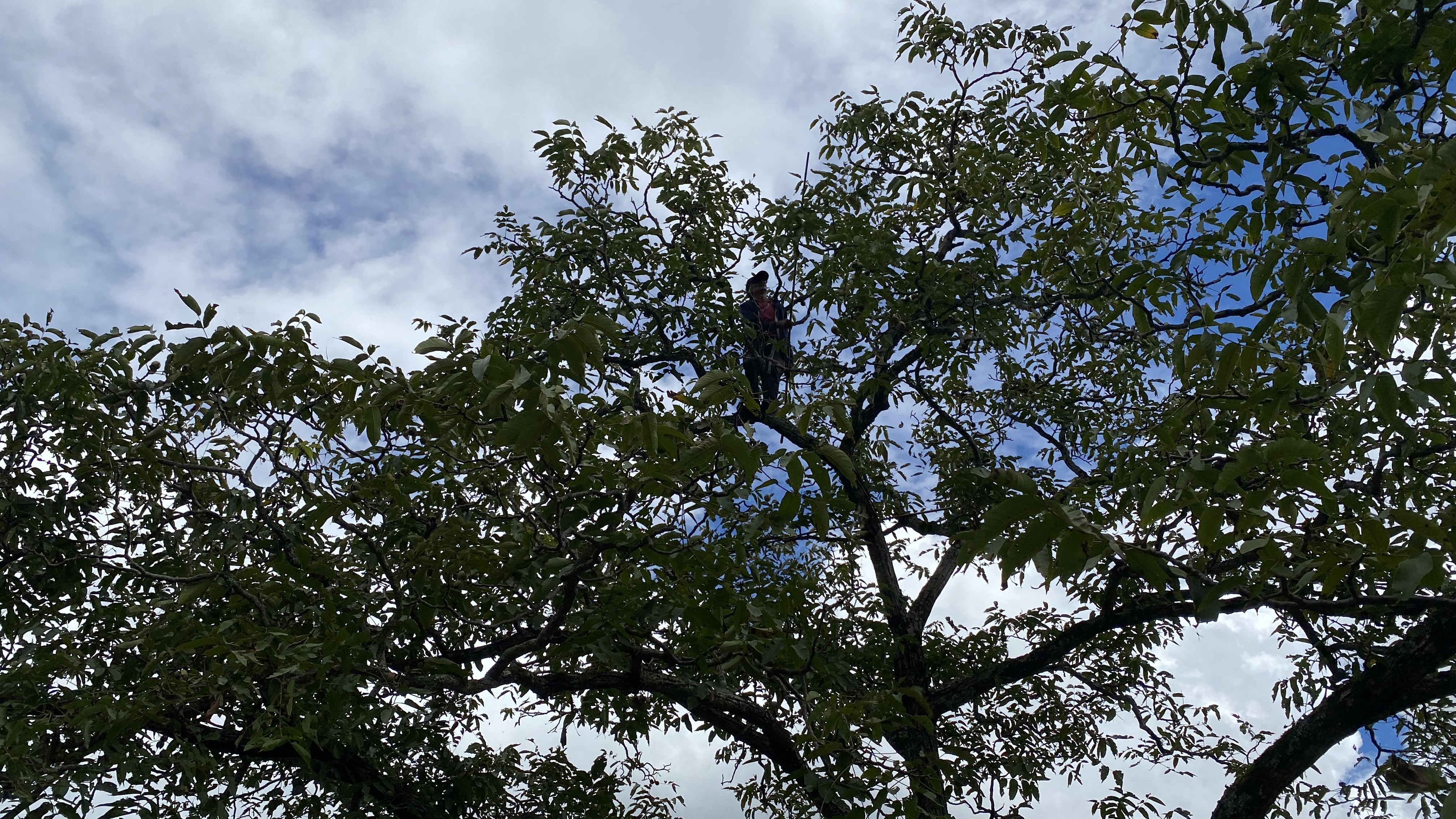 核桃怎么做好吃,核桃包浆过程